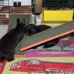 Bunny und Blacky "der Erste Kuss" 